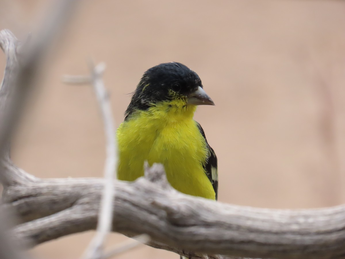 Lesser Goldfinch - ML657566946