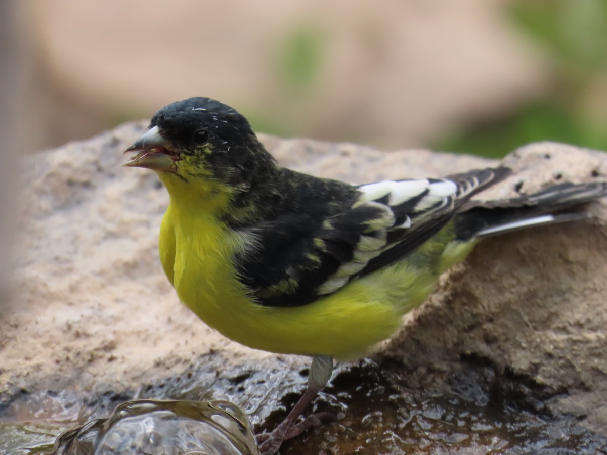 Lesser Goldfinch - ML657566947