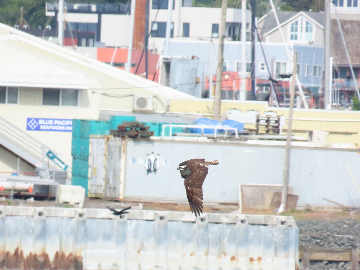 Osprey (American) - ML657567593