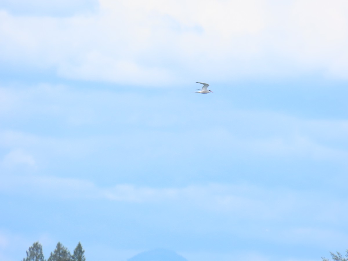 Common Tern - ML657567606