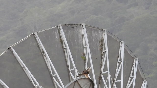 Halcón Aleto - ML657568236