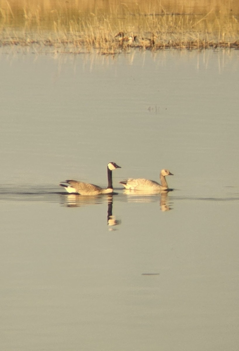 Kanadagans - ML657568387