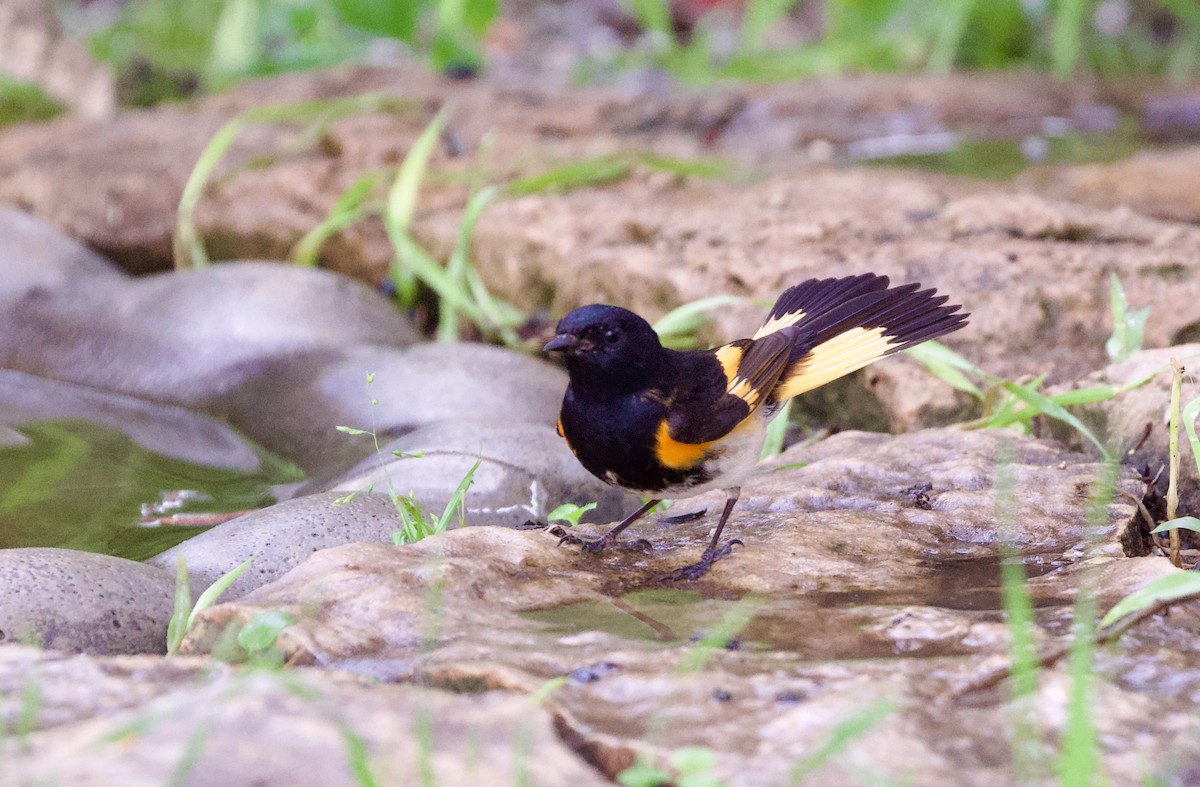 American Redstart - ML657568758