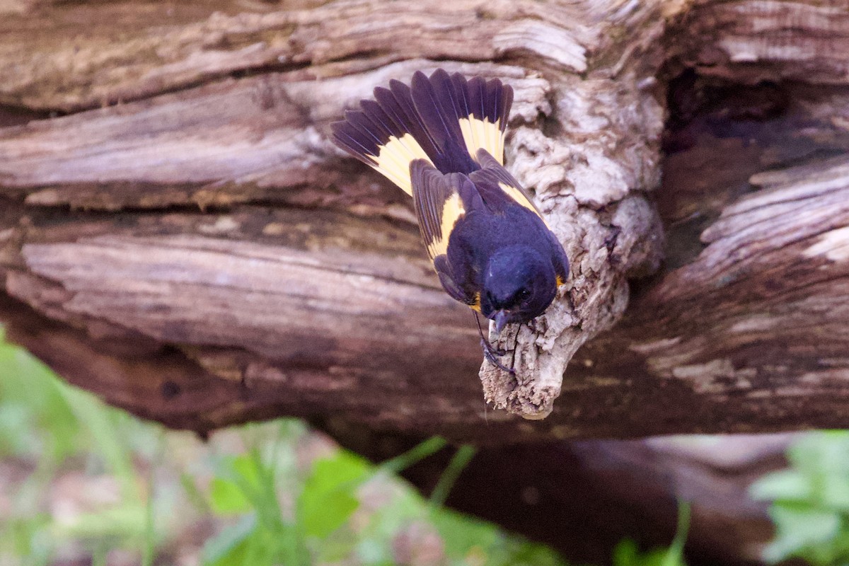 American Redstart - ML657568759