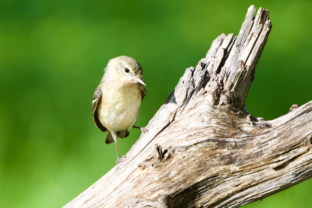 Bay-breasted Warbler - ML657568782