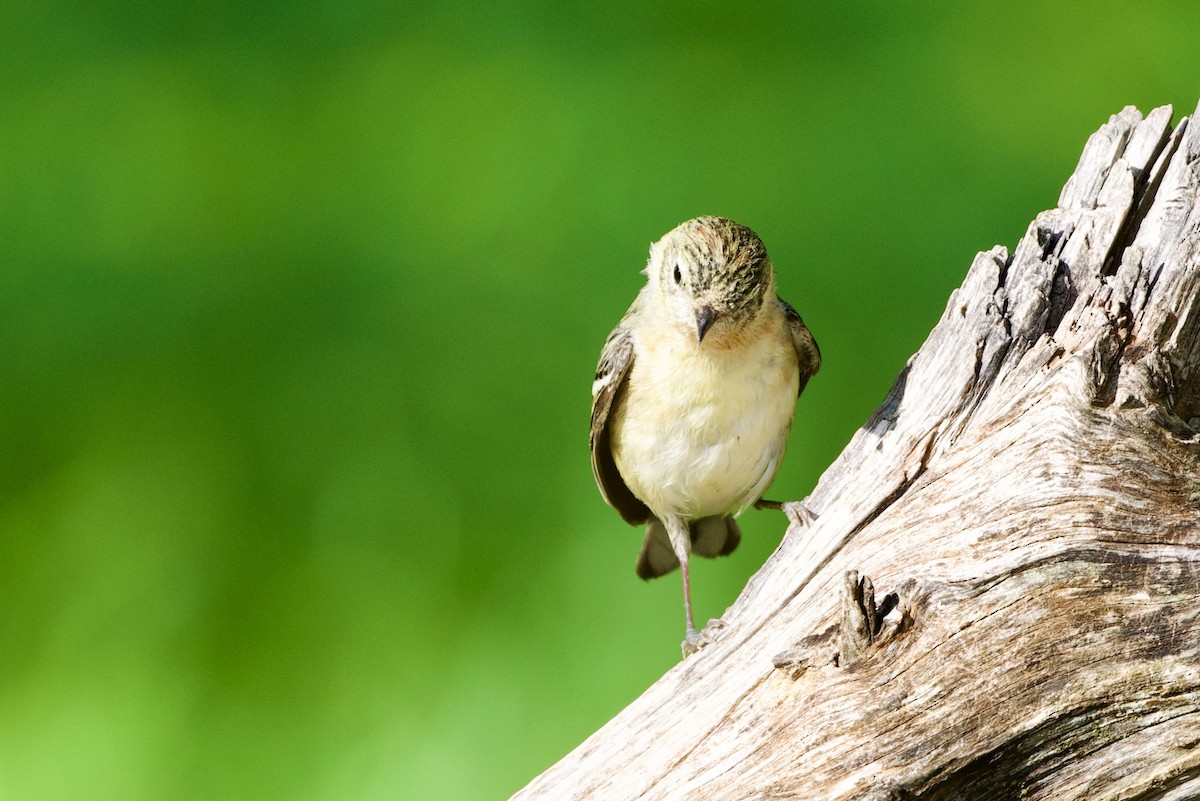 Bay-breasted Warbler - ML657568783