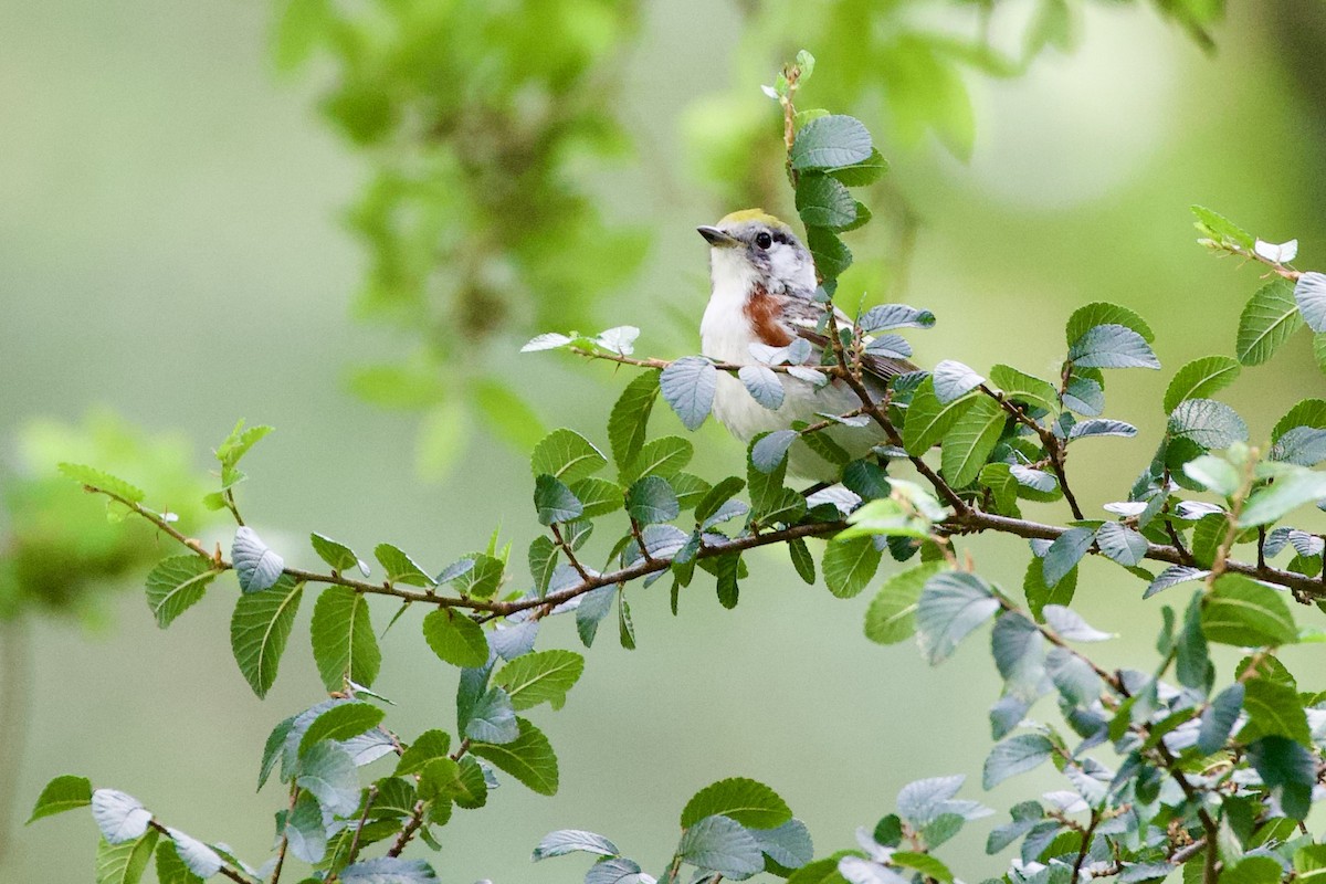 Chestnut-sided Warbler - ML657568850