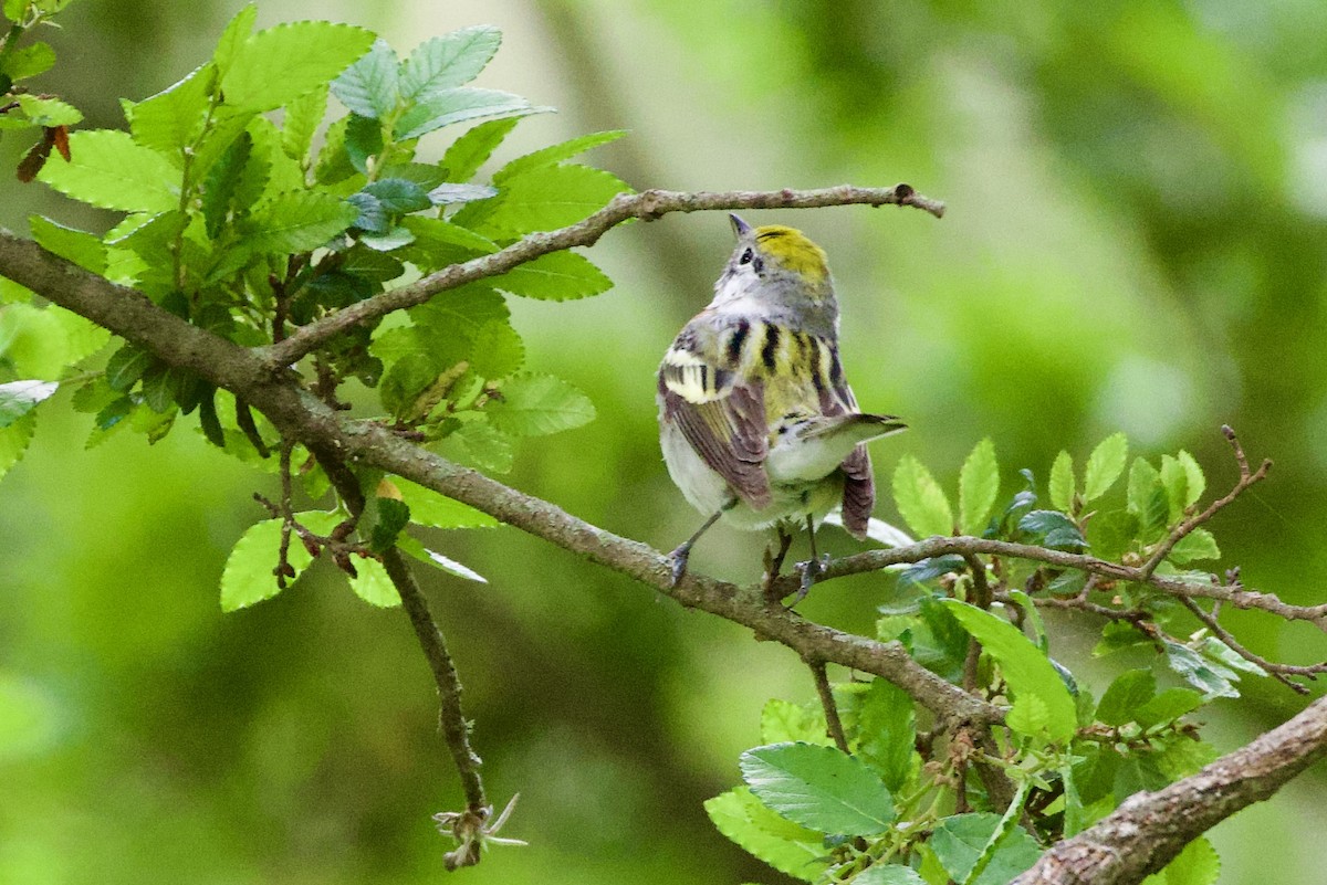 Chestnut-sided Warbler - ML657568851