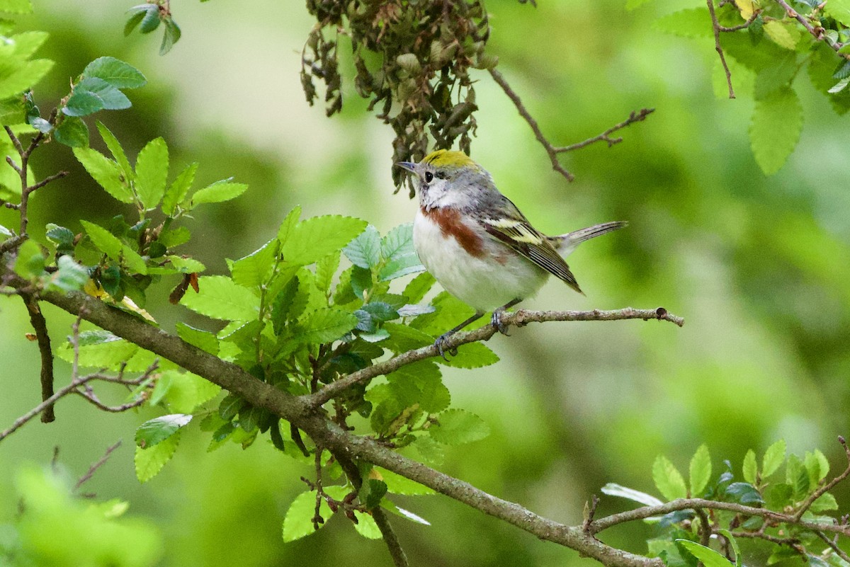 Chestnut-sided Warbler - ML657568852