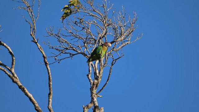 Brown-hooded Parrot - ML657568857