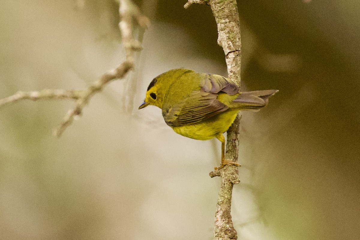 Wilson's Warbler - ML657568918