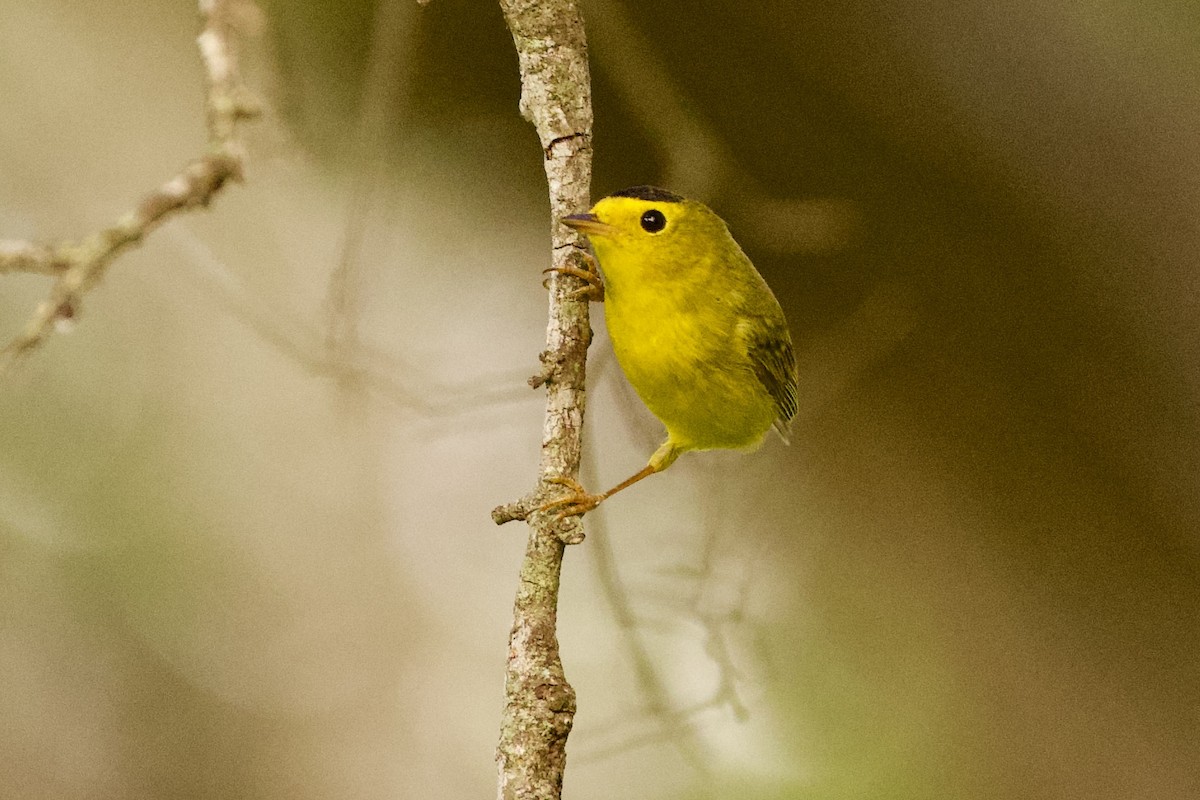 Wilson's Warbler - ML657568919