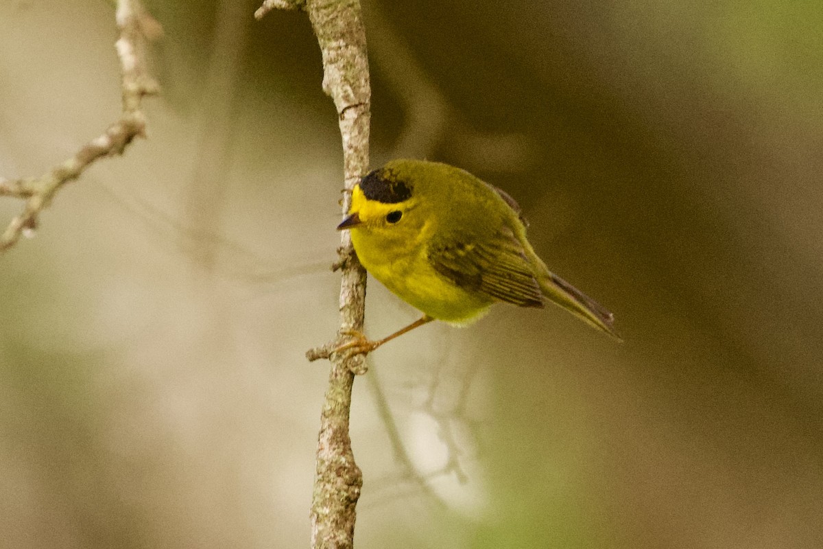Wilson's Warbler - ML657568920