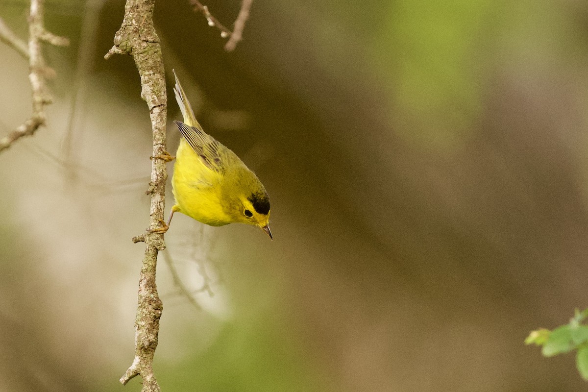 Wilson's Warbler - ML657568921