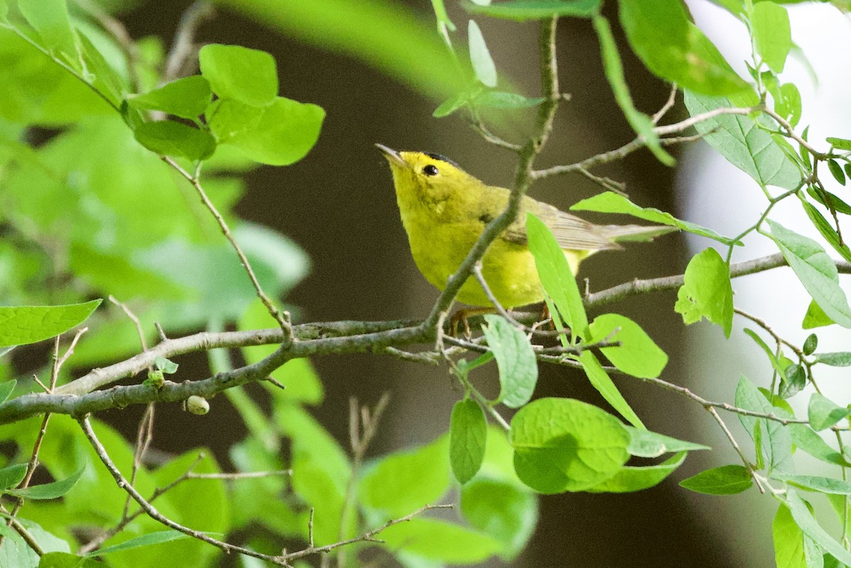 Wilson's Warbler - ML657568922