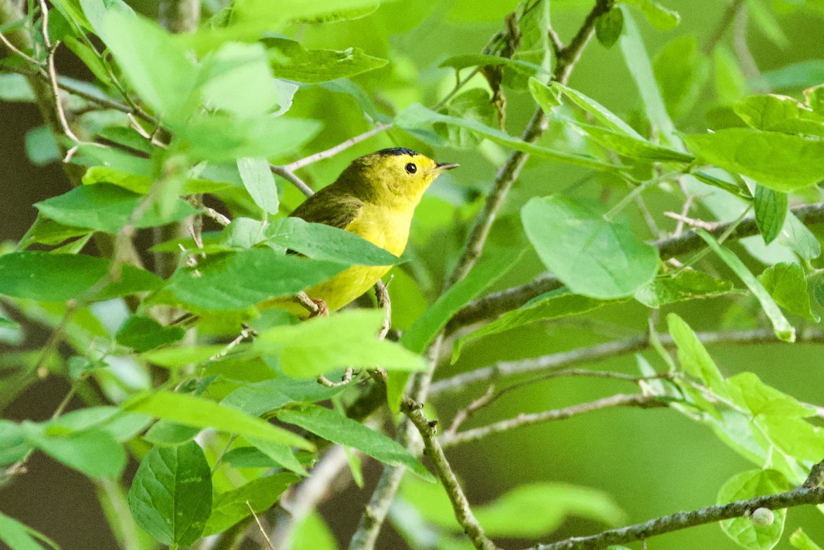 Wilson's Warbler - ML657568924