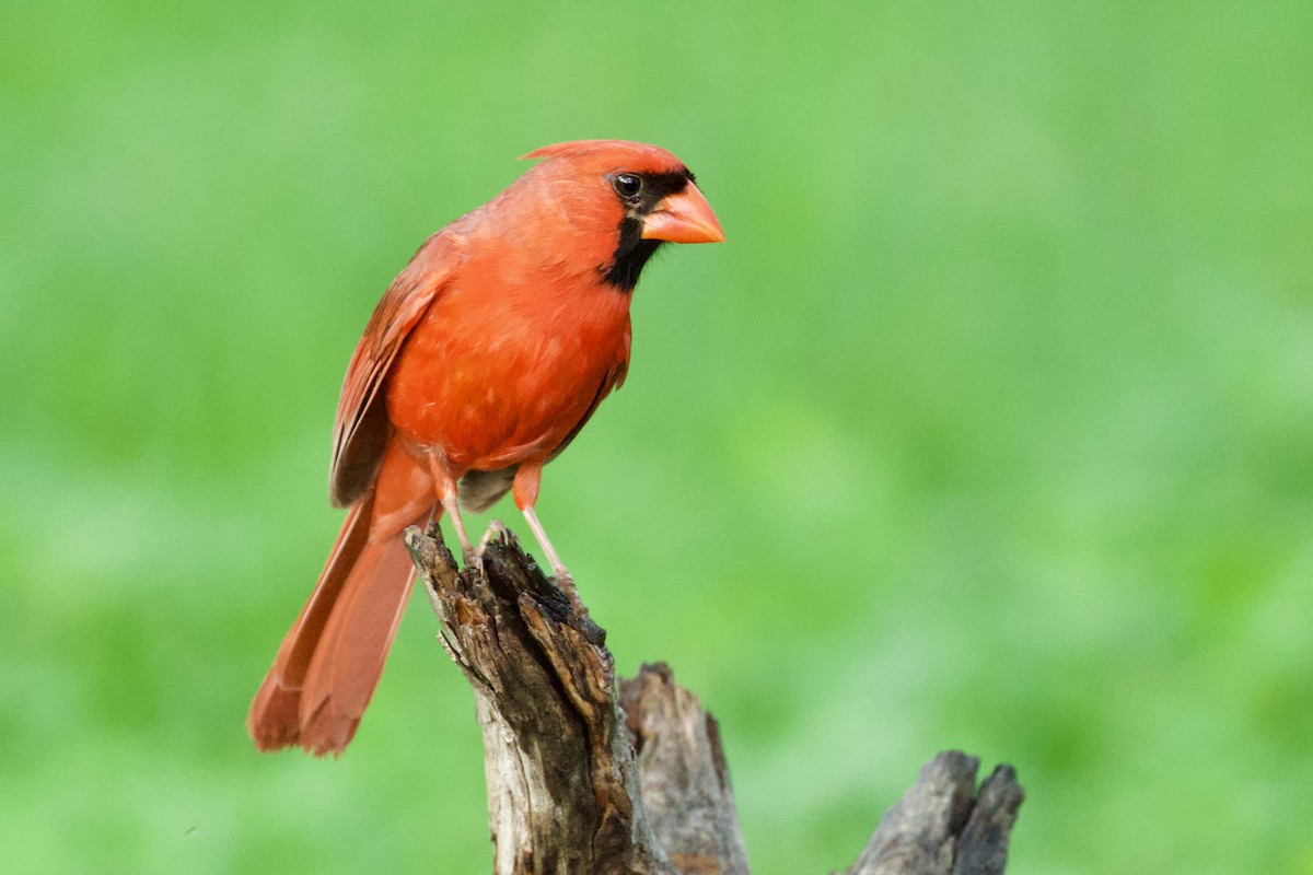Northern Cardinal - ML657568942