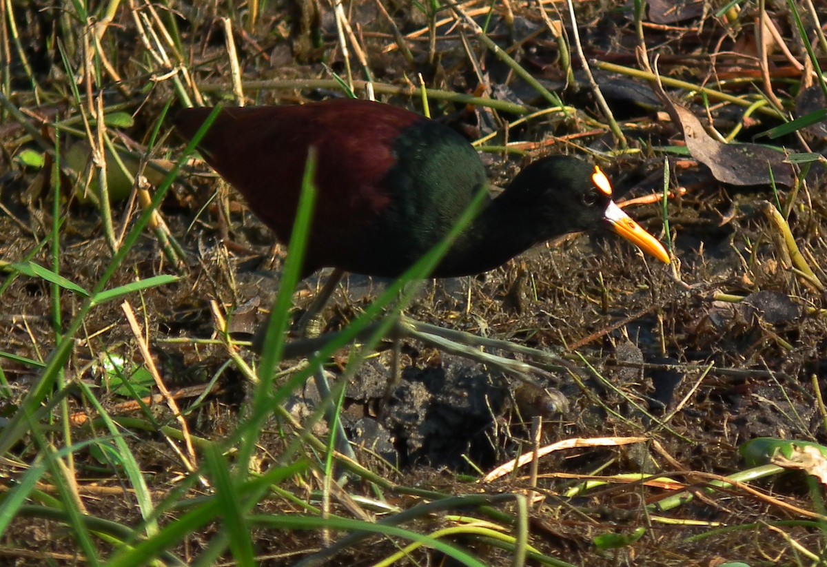 Northern Jacana - ML657569200