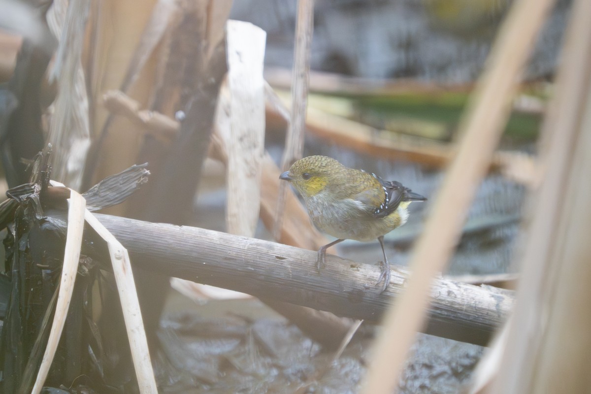 Forty-spotted Pardalote - ML657569307