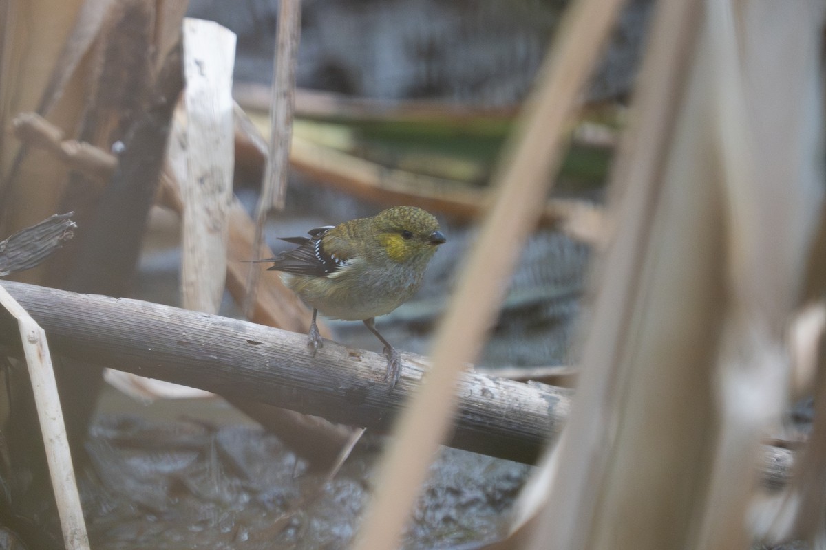 Forty-spotted Pardalote - ML657569308