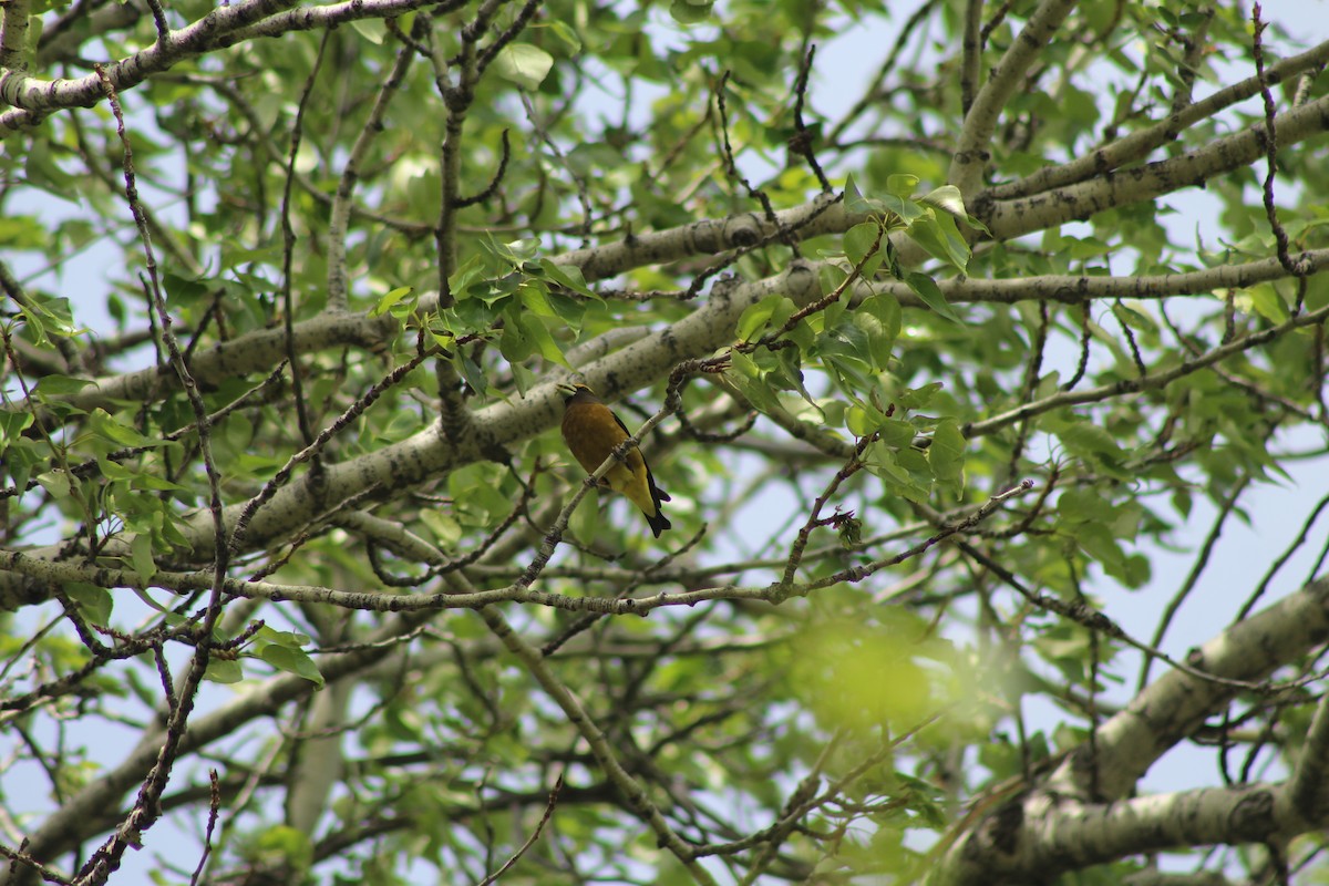 Evening Grosbeak - ML657569311
