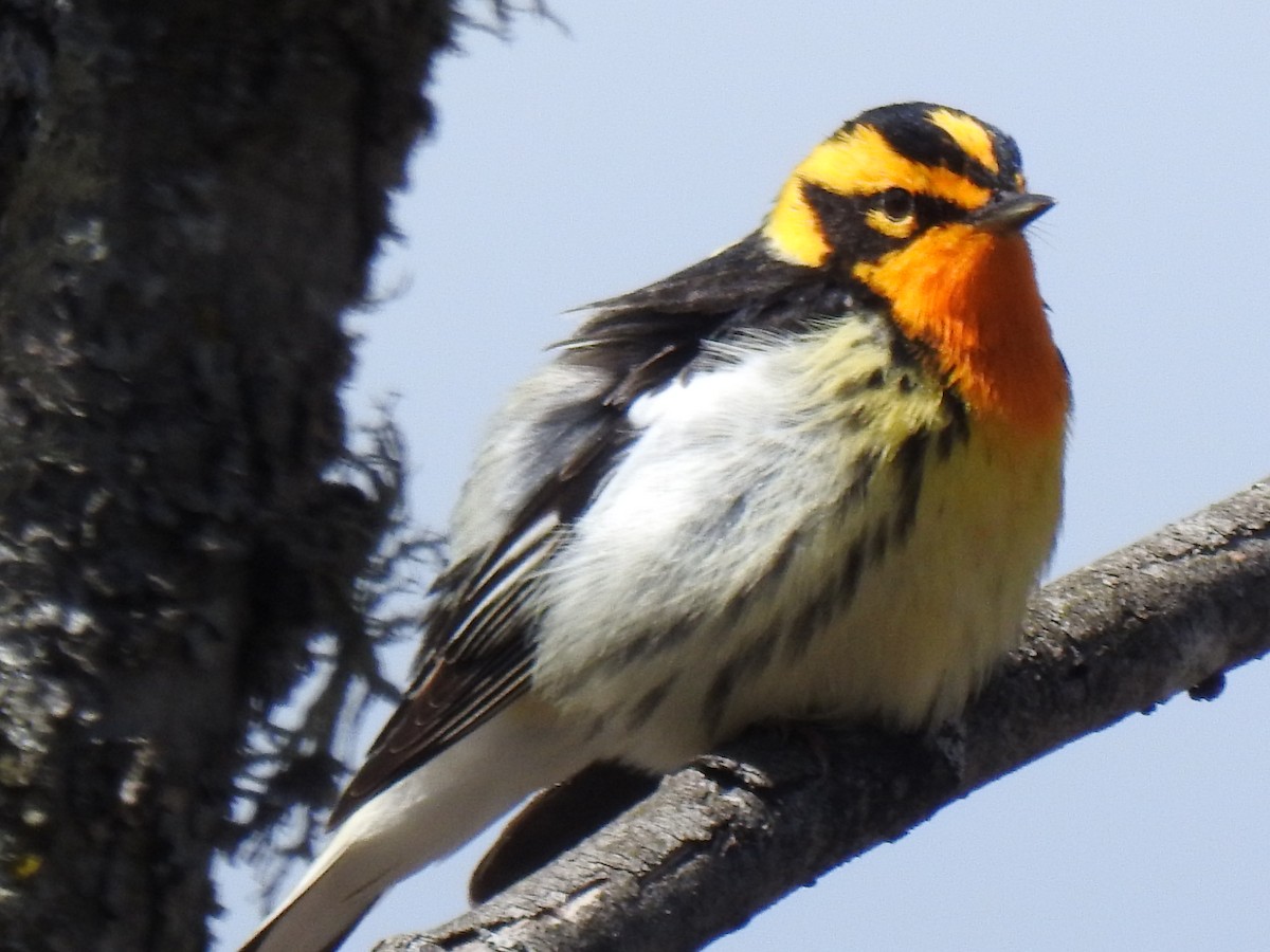 Blackburnian Warbler - ML657569315