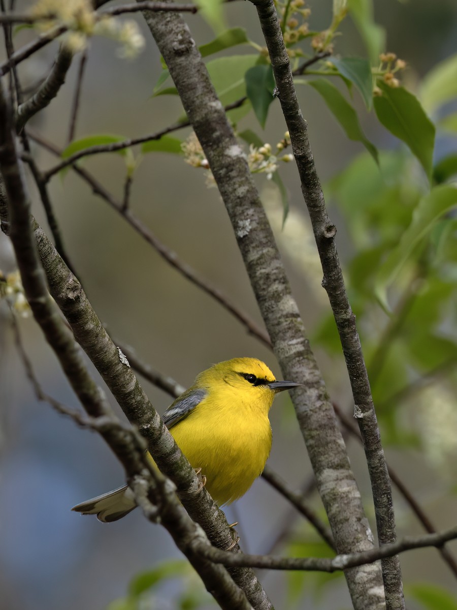 Blue-winged Warbler - ML657569322