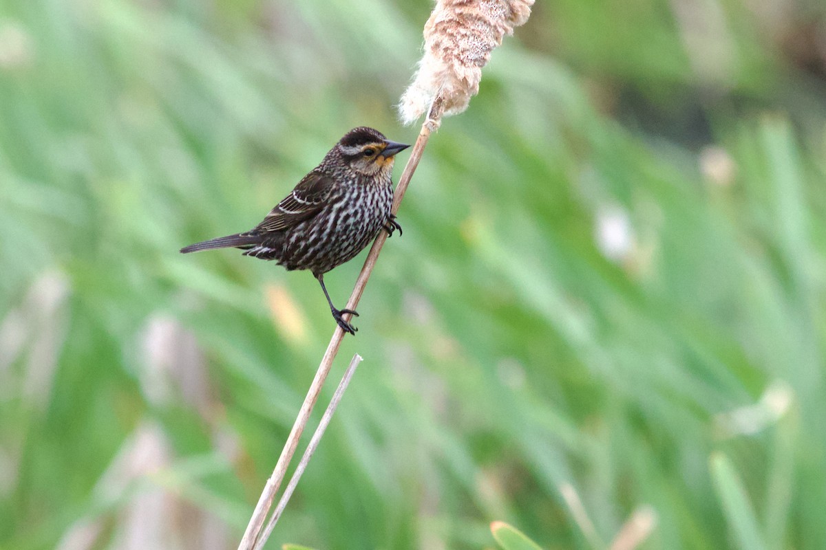 Red-winged Blackbird - ML657569327