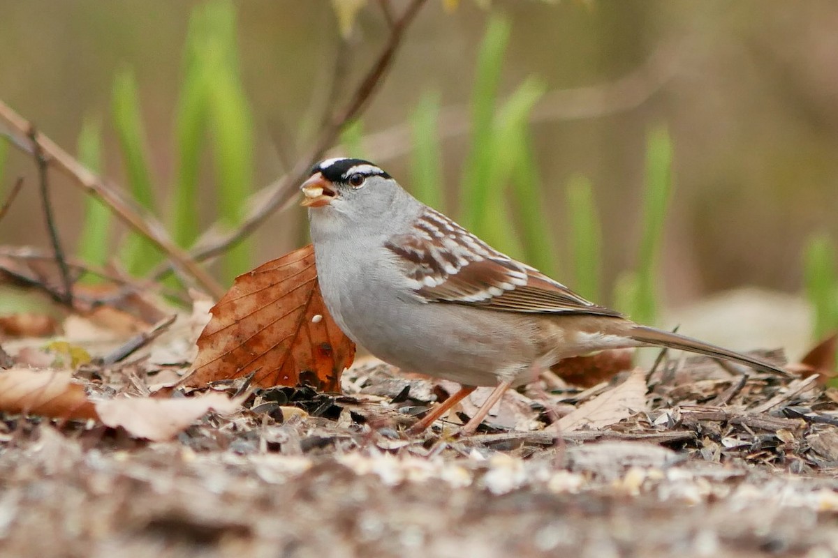 White-crowned Sparrow - ML657569328