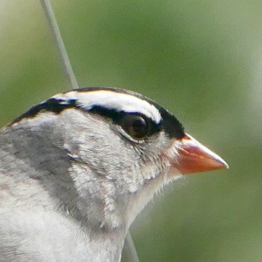 White-crowned Sparrow - ML657569329