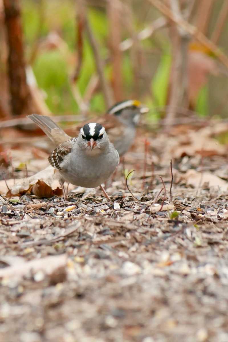 White-crowned Sparrow - ML657569330