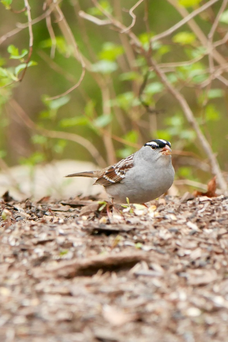 White-crowned Sparrow - ML657569331