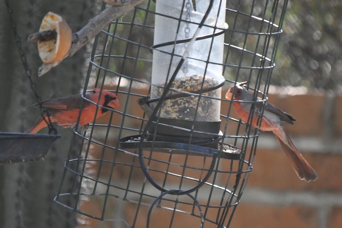Pyrrhuloxia - ML657569332