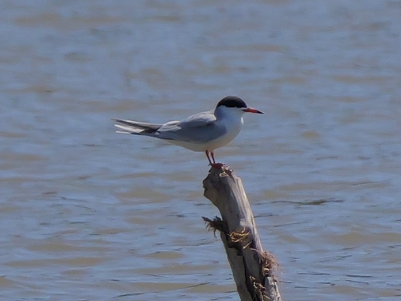 Forster's Tern - ML657569336