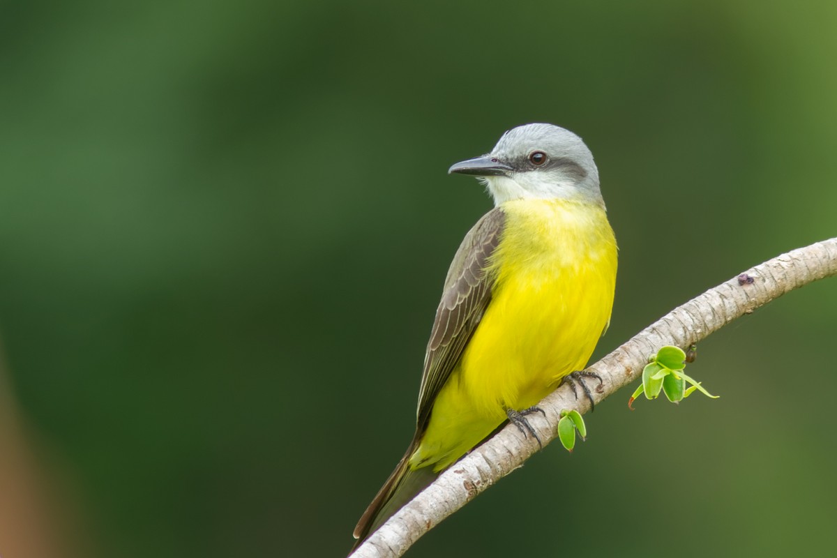 White-throated Kingbird - ML657569340