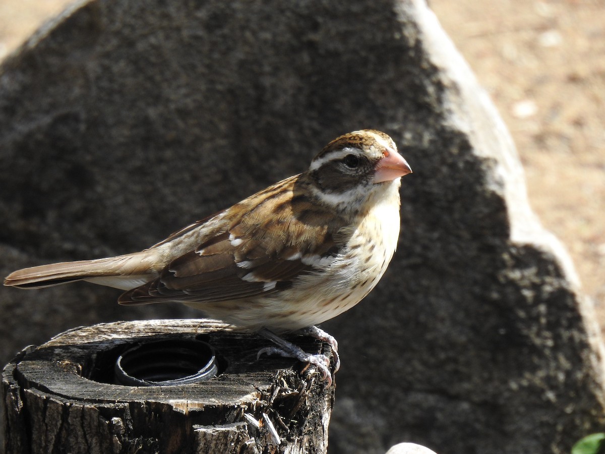 Rose-breasted Grosbeak - ML657569342