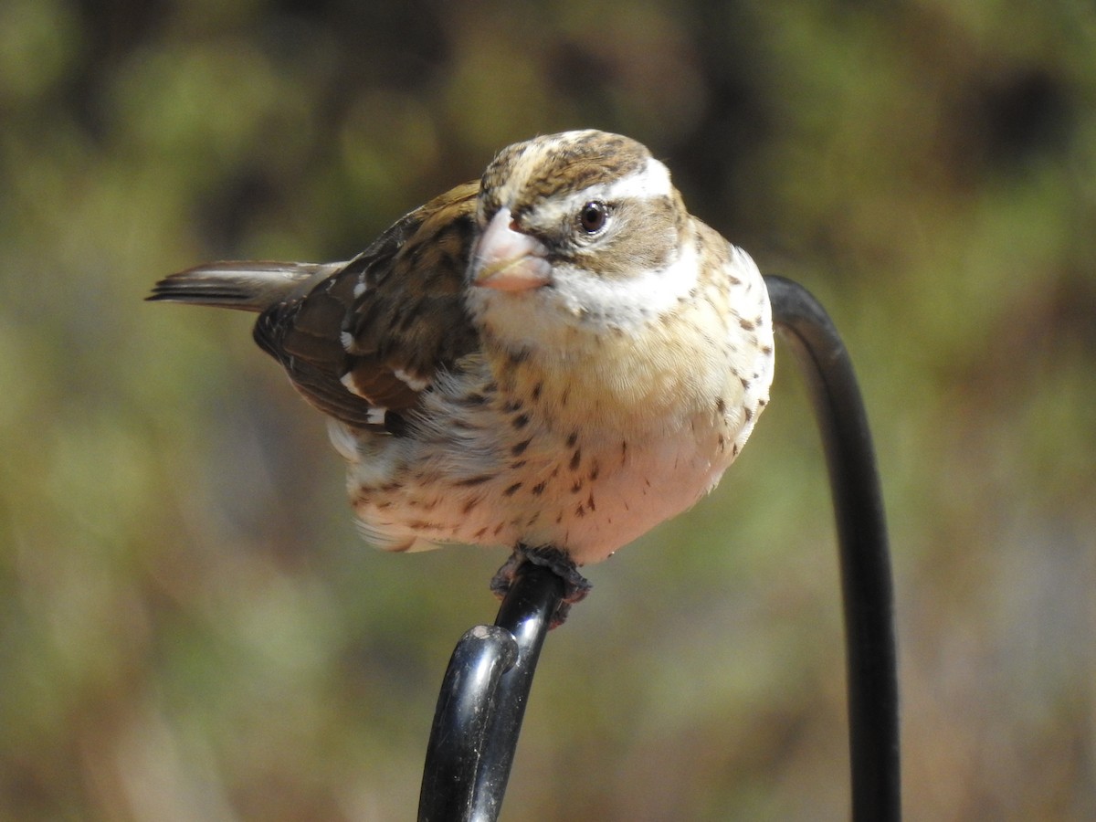 Rose-breasted Grosbeak - ML657569343