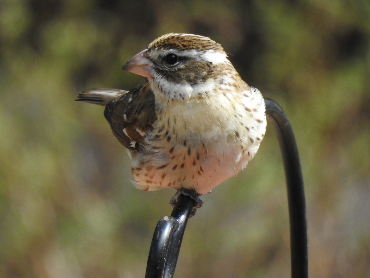 Rose-breasted Grosbeak - ML657569344