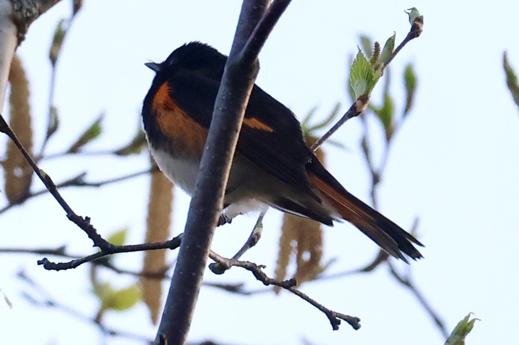 American Redstart - ML657569349