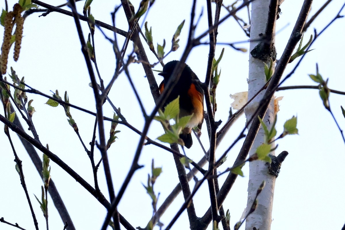 American Redstart - ML657569350