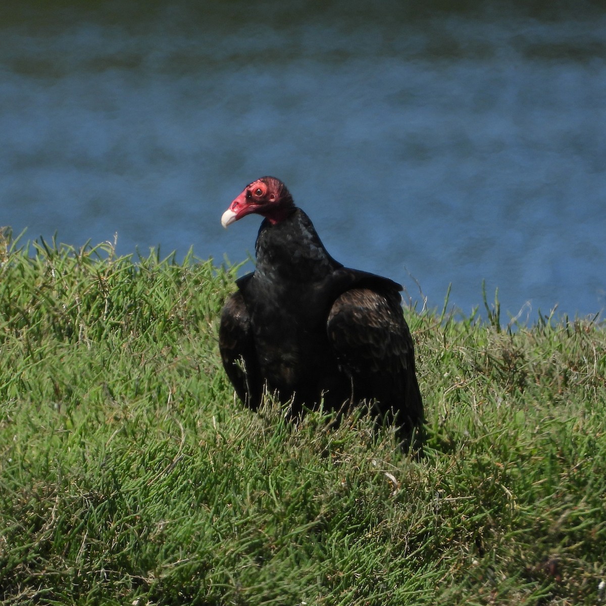 Urubu à tête rouge - ML657569549