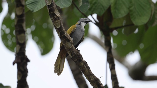 Black-headed Saltator - ML657569745