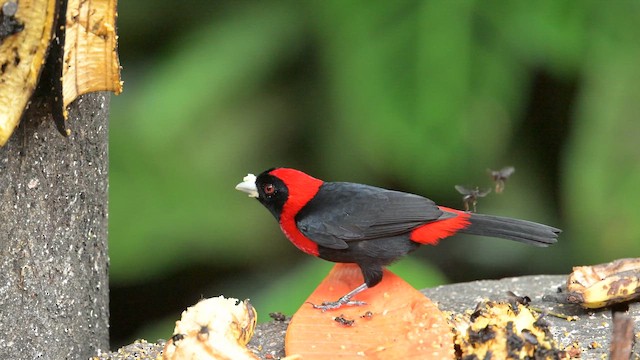 Crimson-collared Tanager - ML657570052