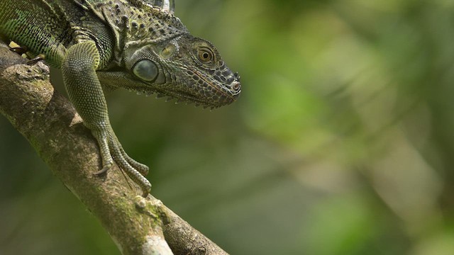 Green Iguana - ML657570228