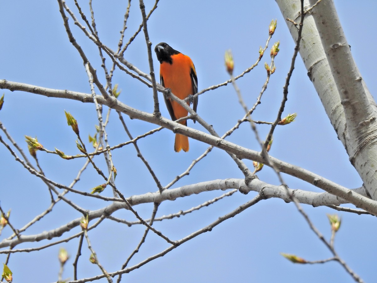 Turpial de Baltimore - ML657570261