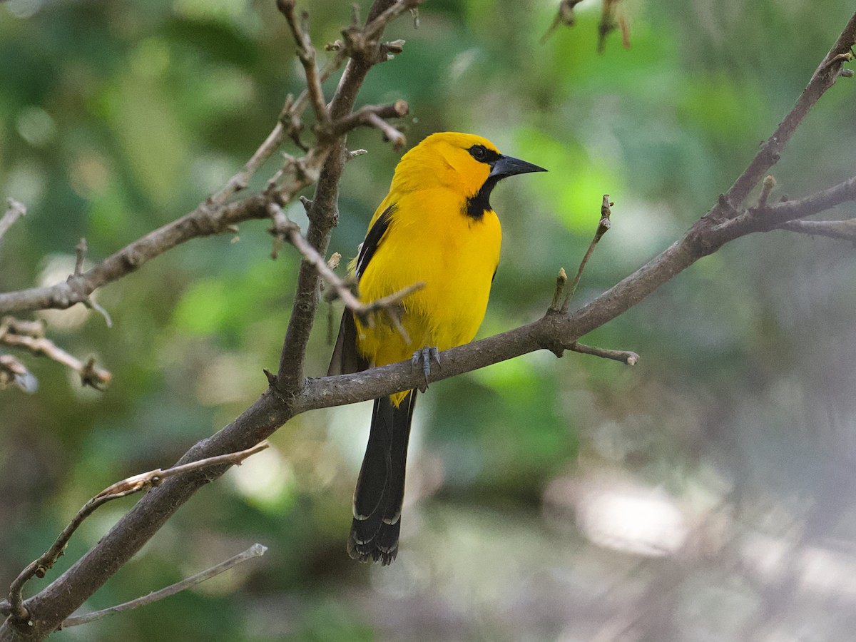Yellow Oriole - ML657570748