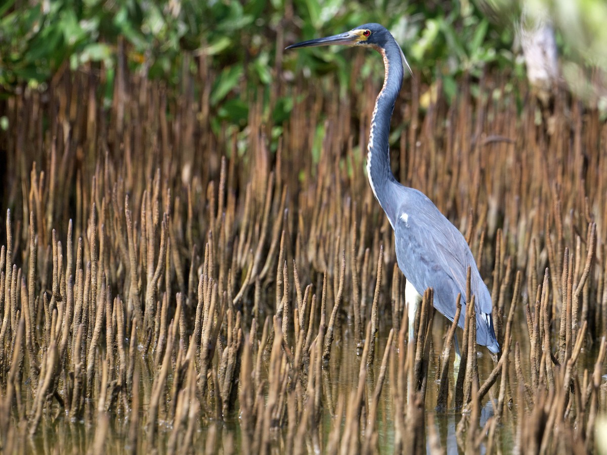 Tricolored Heron - ML657570878