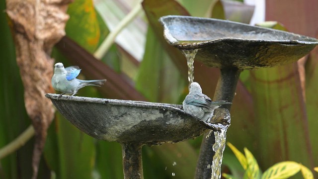 Blue-gray Tanager - ML657570939