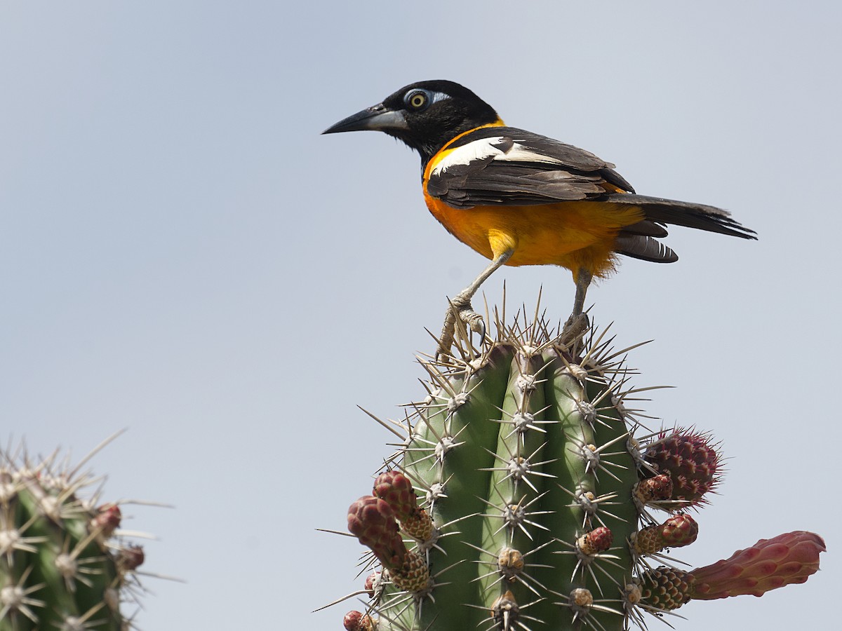 Venezuelan Troupial - ML657570999