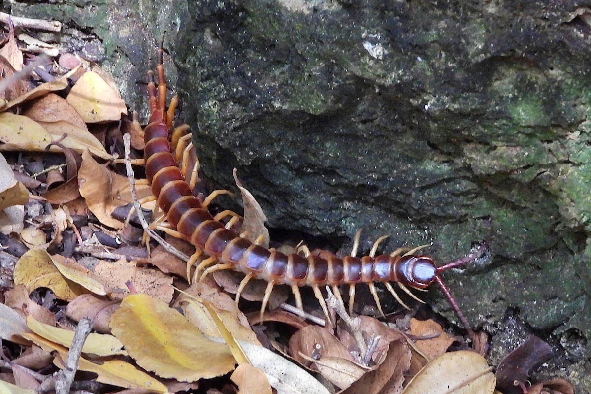 Amazonian Giant Centipede - ML657571055